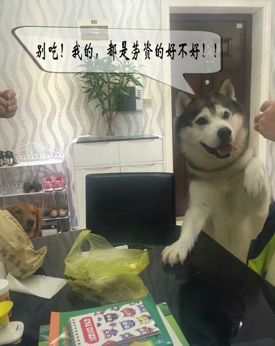 狗狗吃板栗好不好,狗狗爱吃栗子怎么办