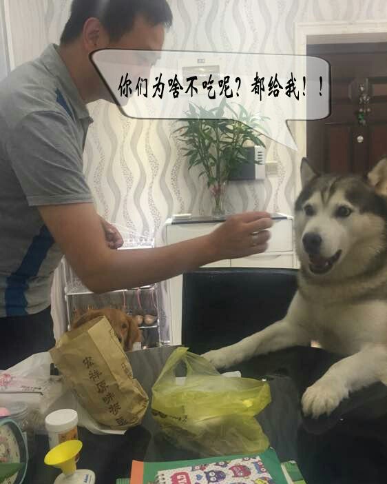 狗狗吃板栗好不好,狗狗爱吃栗子怎么办