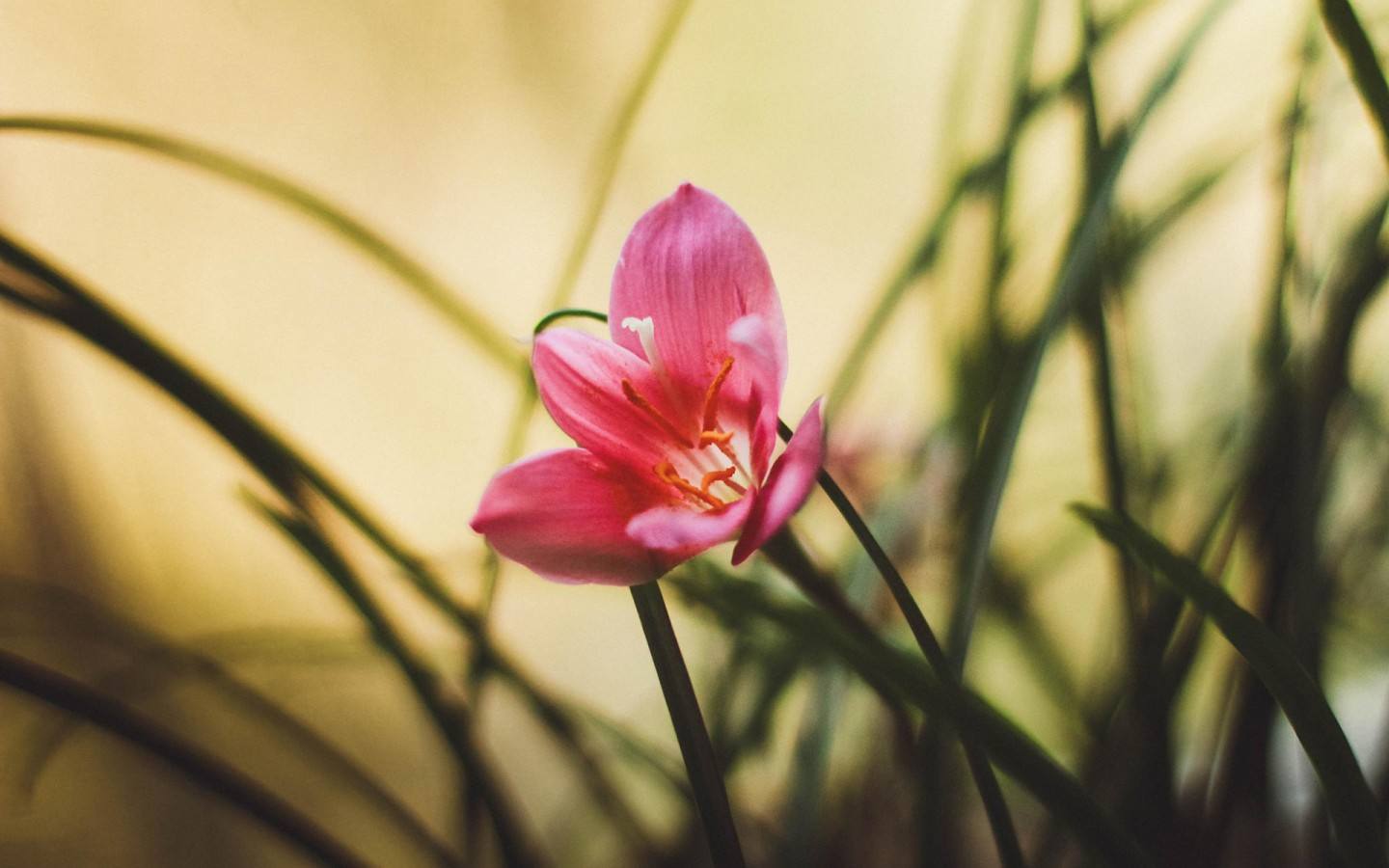 娶胖女人做老婆的好处,胖老婆的好处