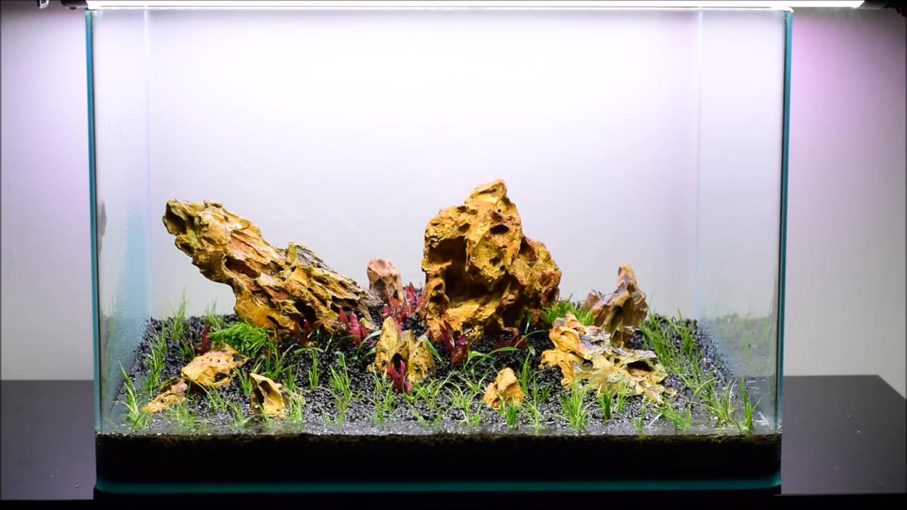 水草造景艺术从入门到精通pdf,初学水草造景教程