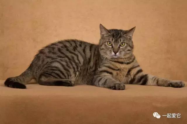 本土猫有哪几种,中国本土猫品种有哪些