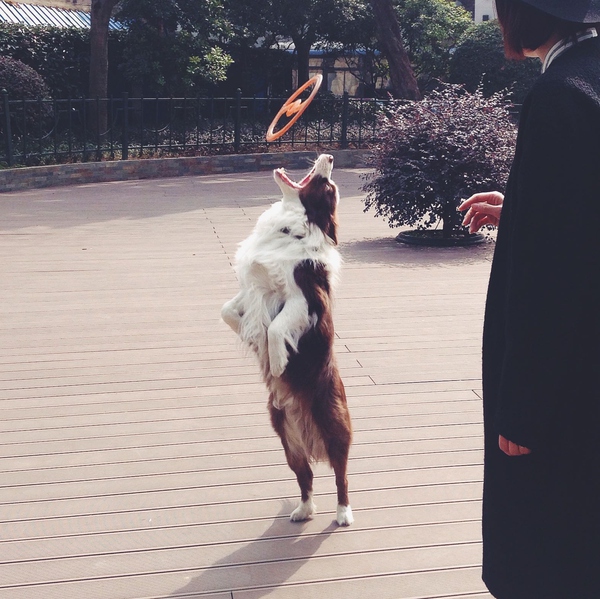 边牧这种狗到底有多聪明,边牧的智商真的有6-8岁那么高吗