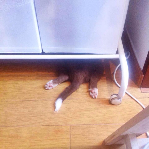 边牧这种狗到底有多聪明,边牧的智商真的有6-8岁那么高吗