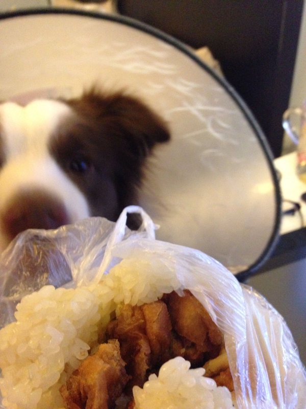 边牧这种狗到底有多聪明,边牧的智商真的有6-8岁那么高吗