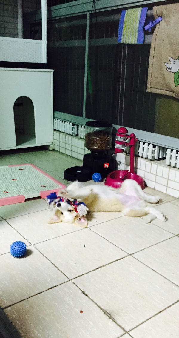 边牧这种狗到底有多聪明,边牧的智商真的有6-8岁那么高吗