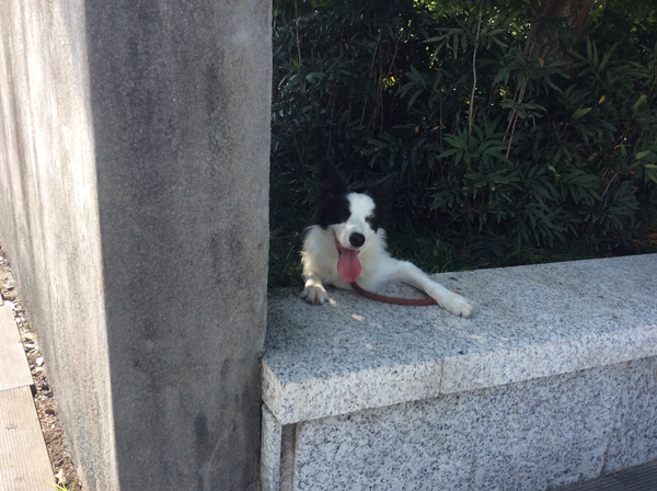 边牧这种狗到底有多聪明,边牧的智商真的有6-8岁那么高吗