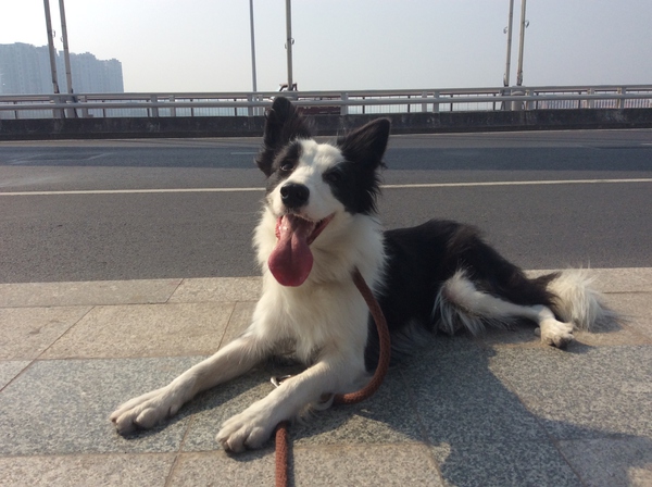 边牧这种狗到底有多聪明,边牧的智商真的有6-8岁那么高吗