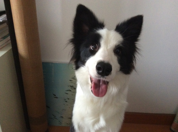 边牧这种狗到底有多聪明,边牧的智商真的有6-8岁那么高吗