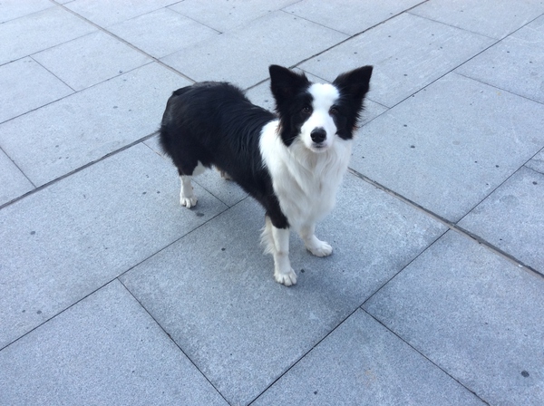 边牧这种狗到底有多聪明,边牧的智商真的有6-8岁那么高吗