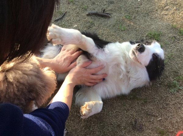 边牧这种狗到底有多聪明,边牧的智商真的有6-8岁那么高吗