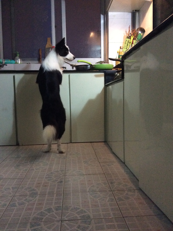 边牧这种狗到底有多聪明,边牧的智商真的有6-8岁那么高吗