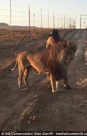 南非狮爬路中间休息,南非雄狮鬃毛