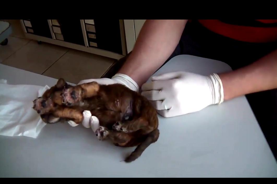 狗狗身上挤出来的虫是什么,狗狗身上有小虫子爬得很快