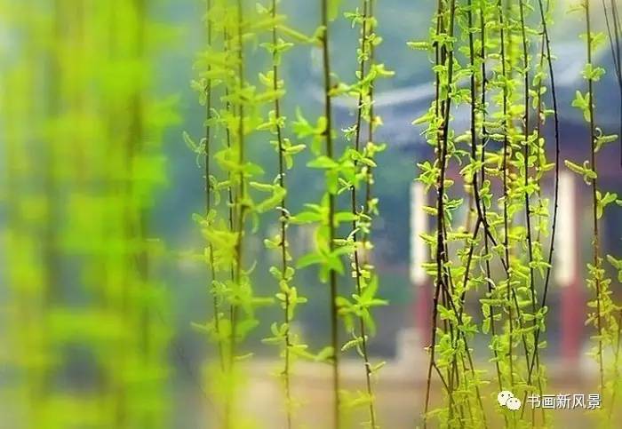 描写春柳春花的古诗词,春柳的诗词有哪些