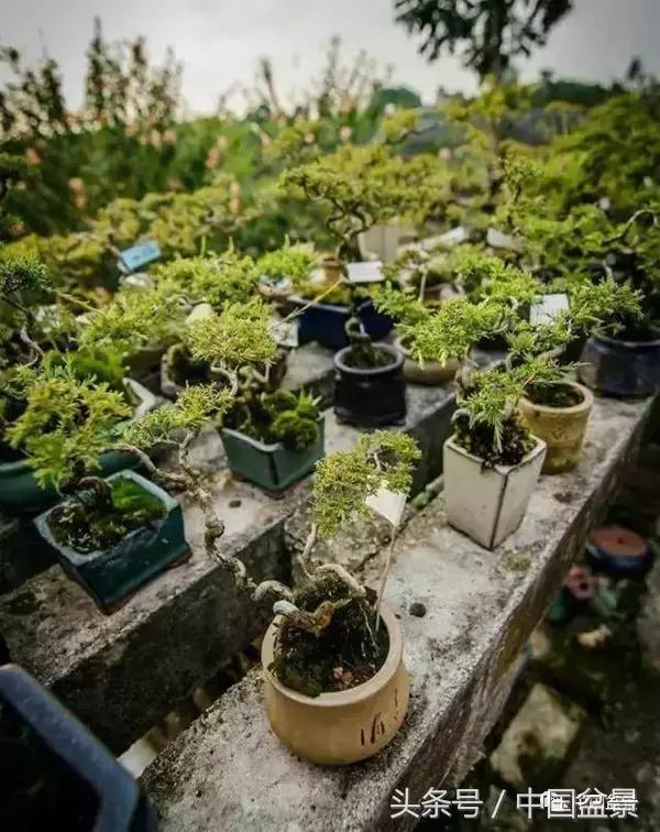 盆景知识与交流,养花知识大全小盆景