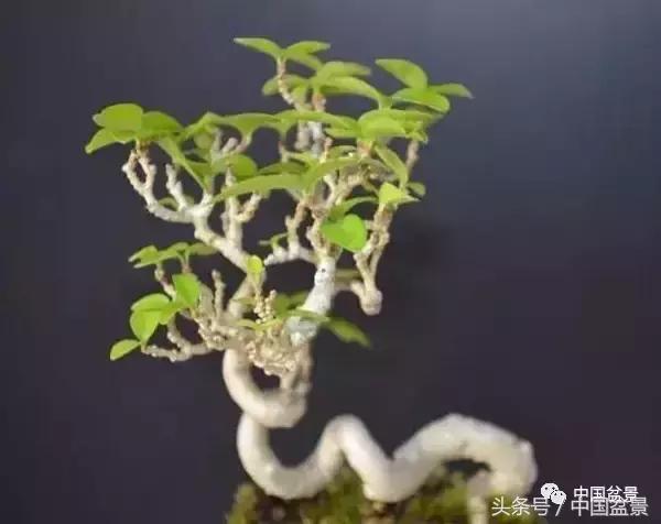 盆景知识与交流,养花知识大全小盆景