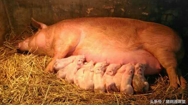 母猪诱导分娩的方法,母猪诱情剂对人有什么影响