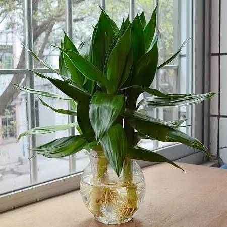 适合办公桌上养的小清新水培植物,水培绿植办公室