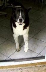 猫咪老撞玻璃门,狗撞过玻璃门