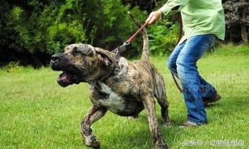又帅又霸气的猛犬,猛犬长大后有多霸气