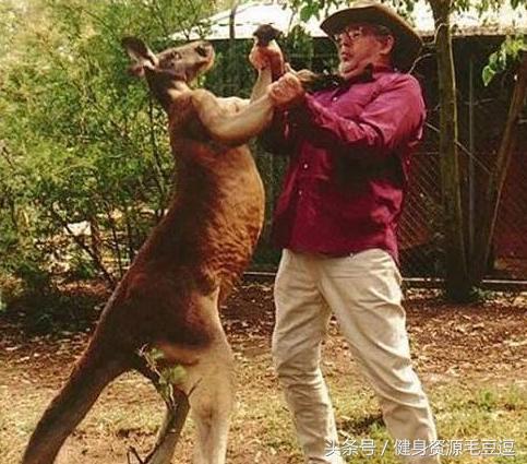 袋鼠靠什么维持平衡,袋鼠抗击能力怎么样