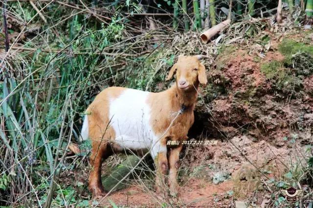 军哥户外,军哥徒步去西藏