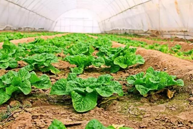 户县新西兰农场好玩吗,西安户县农场