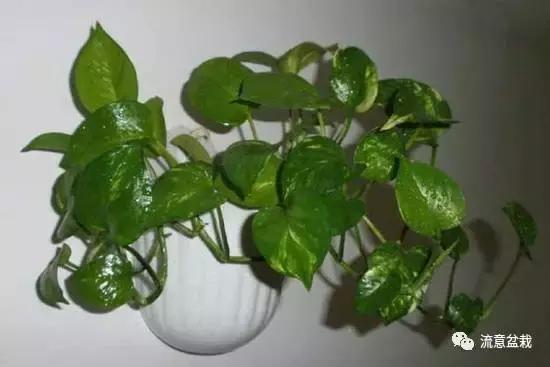 绿萝长得慢怎么补救,绿萝快枯萎了怎么养好