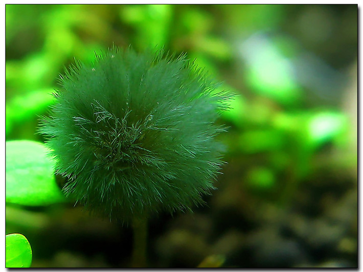 鱼缸里长了许多黑色毛毛,鱼缸里水草上有黑色的附着物