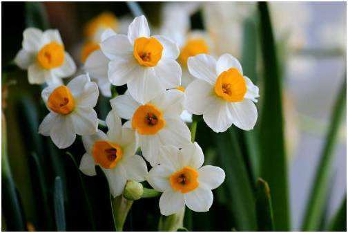 多种水仙花的养殖方法土培,手把手教你2种栽种水仙花的方法