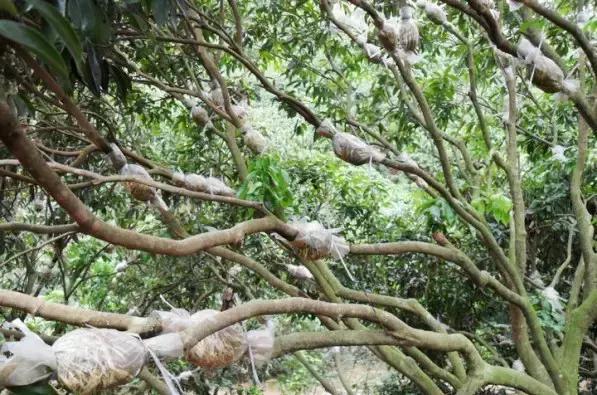 三件家用之物，台长教你八步法“高压”大苗，可当年观花当年吃果