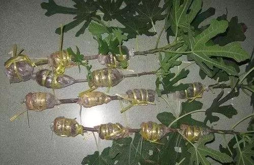 三件家用之物，台长教你八步法“高压”大苗，可当年观花当年吃果