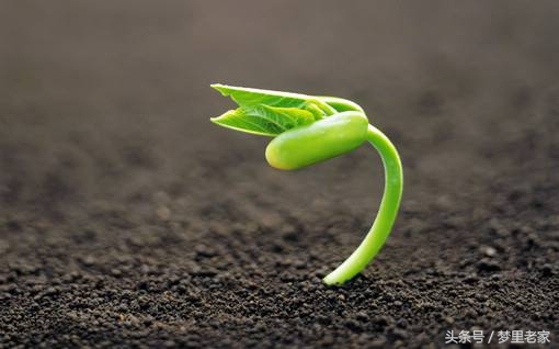 爱之徘徊（散文诗一组）