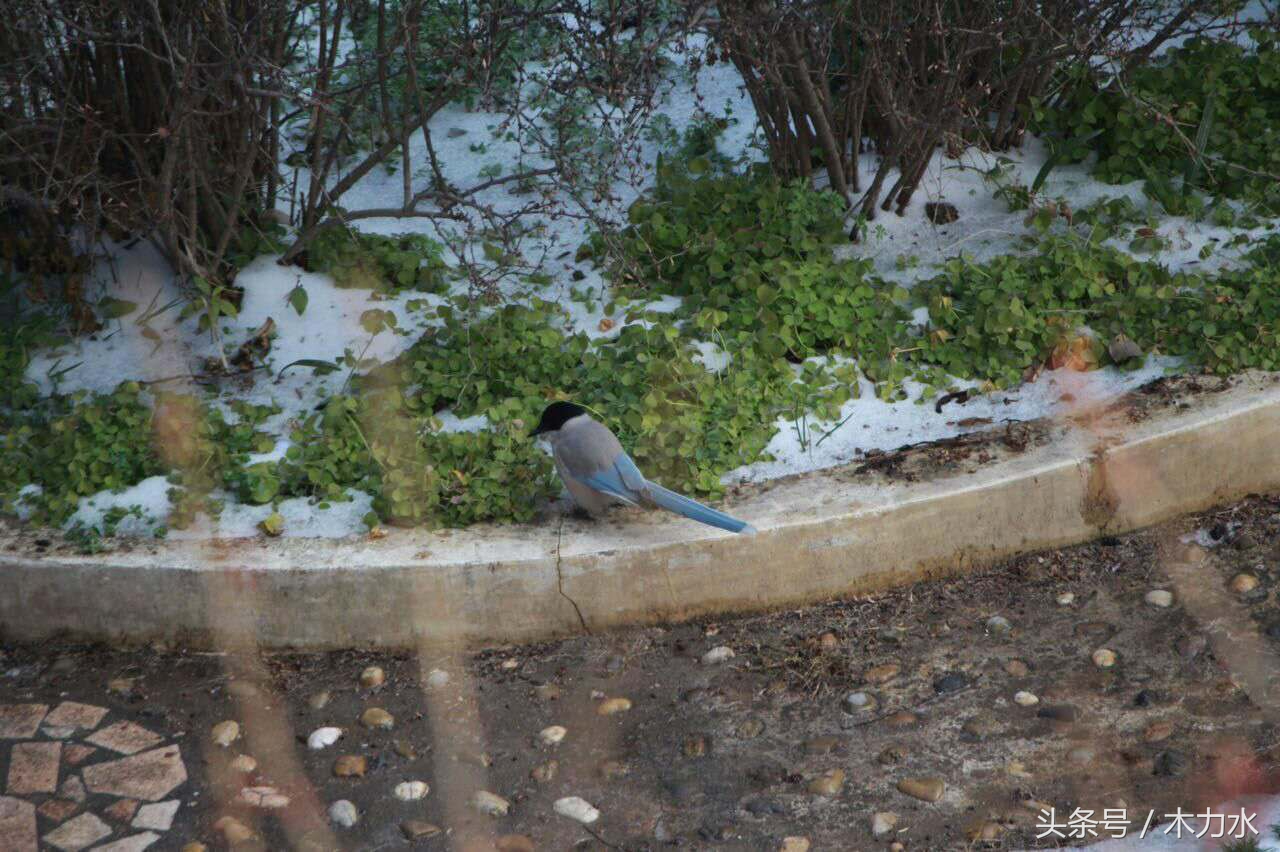 在我的老家，这种鸟十多年前就绝迹了，即使在别的地方，也不常见