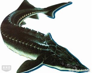 鲟鱼养殖技术书籍最新,鲟鱼养殖的可行性报告