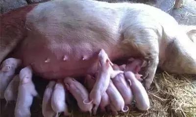 母猪产后无乳，严重威胁养猪利润！中西医结合教你这样治