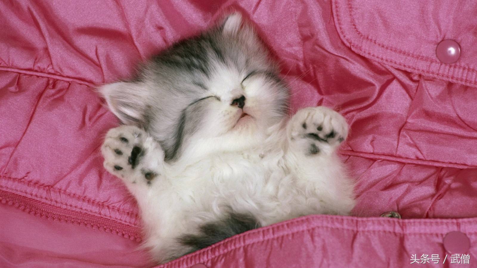 猫粮猫腻,猫粮的秘密7个方法教你买好猫粮