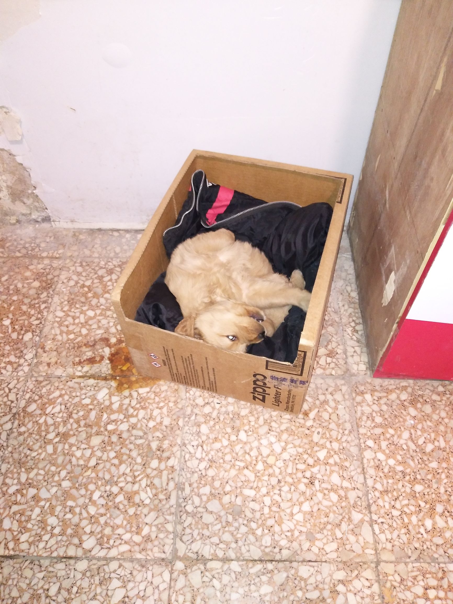 家里金毛老是咬泰迪怎么办,金毛太淘气是什么原因