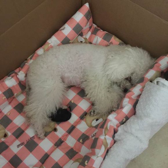 泰迪超过三个月,泰迪超过预产期没生怎么办