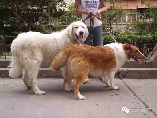 怎么让狗狗不要乱叫,怎么教狗狗不要乱叫