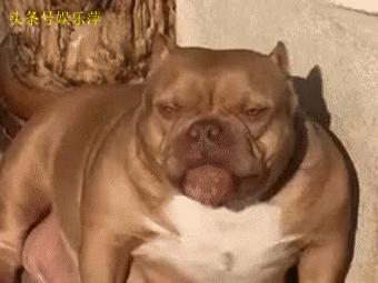 恶霸犬底盘本身就低,毫无疑问,哺乳期就别想动了