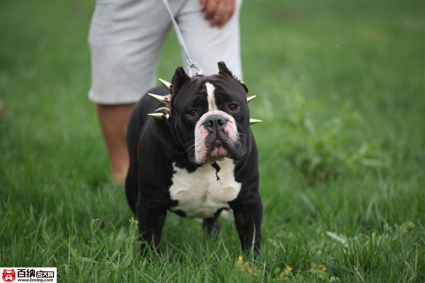魔兽源犬舍“布兰妮”三岁震撼气质成就犬界恢弘传奇！
