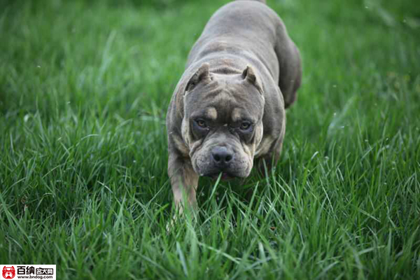 魔兽源犬舍“布兰妮”三岁震撼气质成就犬界恢弘传奇！