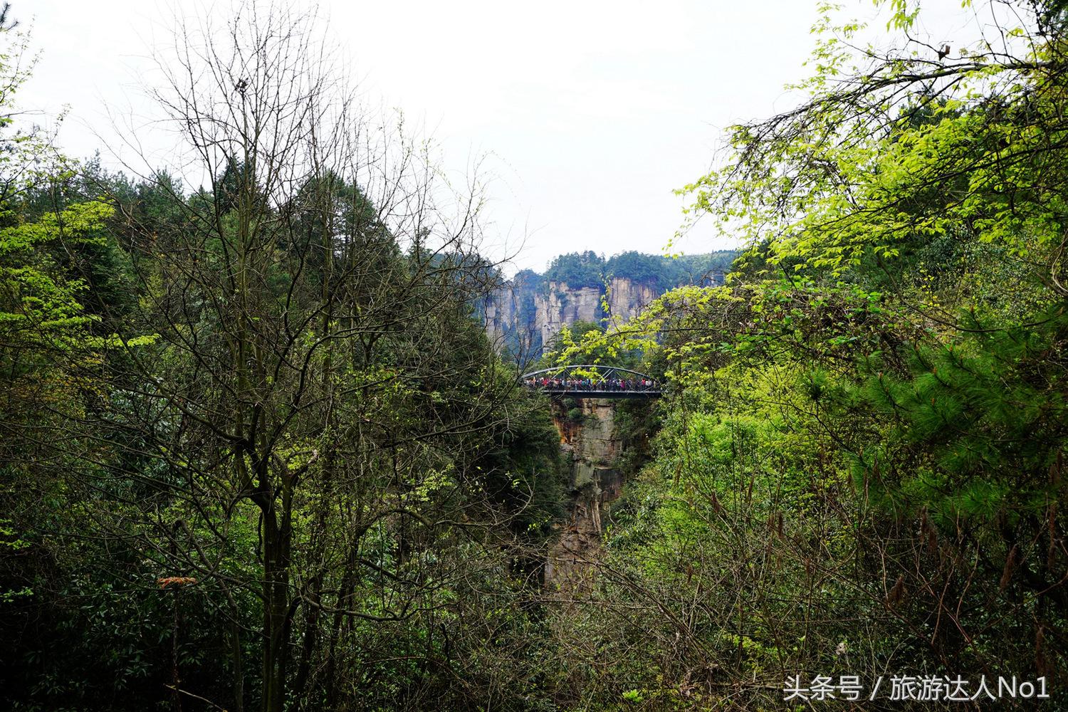 游记张家界8天旅游详细攻略,张家界天门山森林公园美景游记