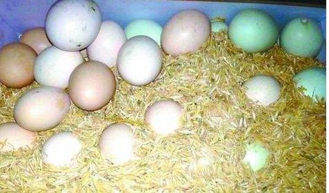 土鸡蛋怎么保存最有效,土鸡蛋如何保存更长久