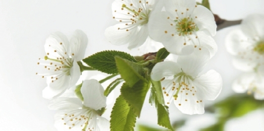 生男生女的秘密不是碱性环境，而是你想不到的它！