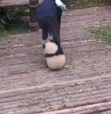 中国十大最火的外国网红,抖音百万网红姐弟抱大腿