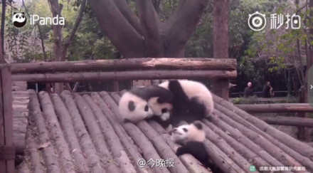 中国十大最火的外国网红,抖音百万网红姐弟抱大腿