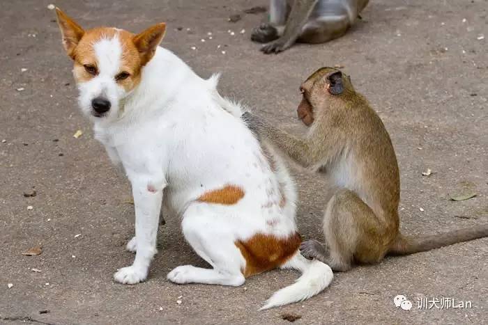 狗狗防治跳蚤,用对方法才是关键