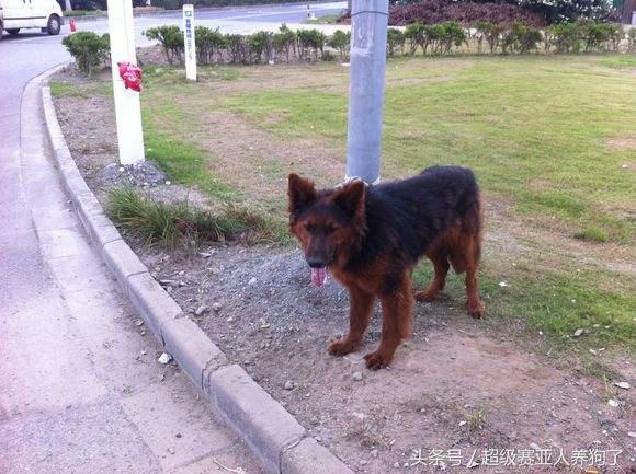 德牧串串的主要特征,那些让人匪夷所思的动物